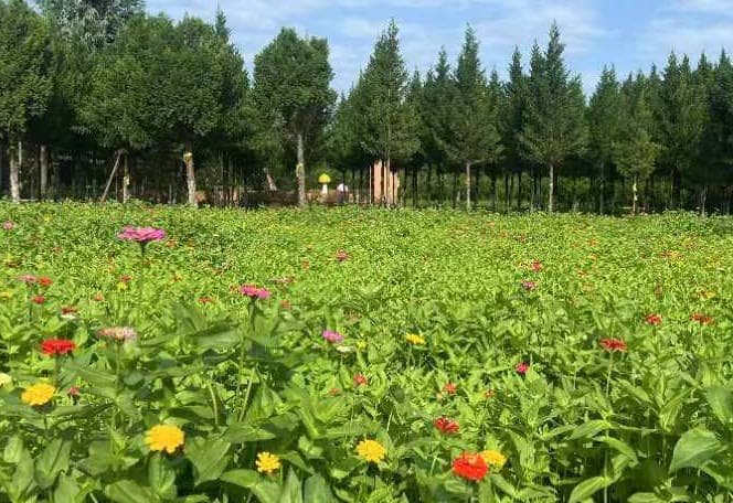 西安市民政系統舉行職工迎新年城墻越野賽-西安市奉正塬公墓