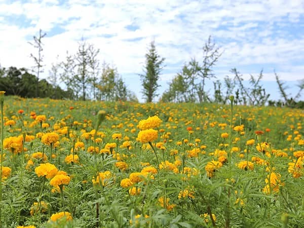 西安壽陽山墓園優缺點，心安才是奢華的幸福！