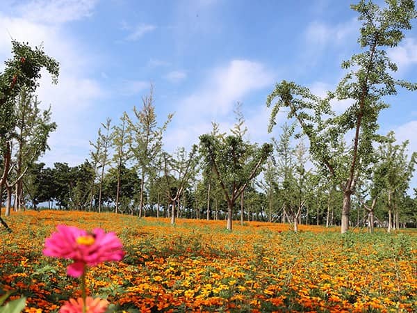 西安壽陽山骨灰墓園新環境新起點新風貌