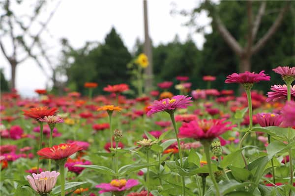 西安壽陽山墓園優缺點