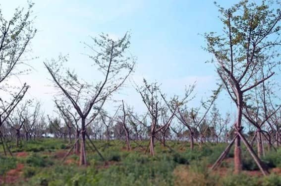 西安壽陽山墓園的具體位置在哪里？其建立背景如何？