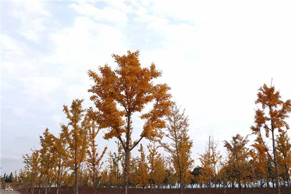 西安長安區炮里鄉西凹村壽陽山公墓，陵園問題