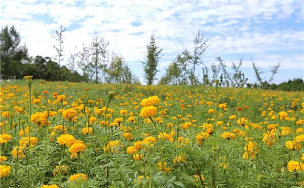 西安壽陽山公墓路線怎么走，寧靜安詳?shù)木坝^陵園