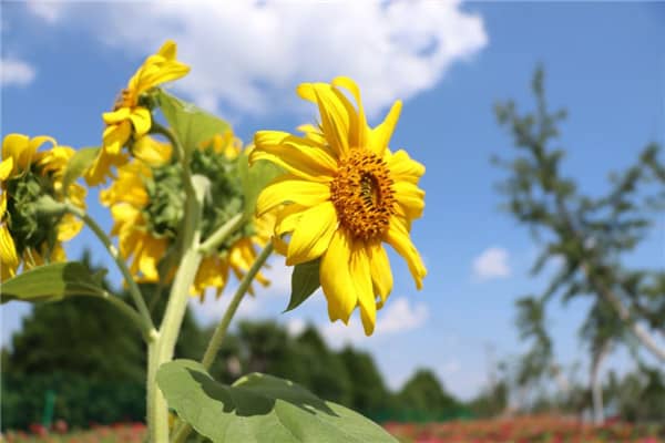 壽陽山墓園的立碑墓和花壇葬各有什么特點，它們之間的區別是什么？