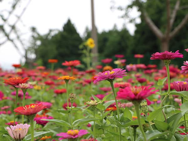 西安壽陽山墓園如何體現節地生態葬的理念，并在此基礎上實現生命的永恒與自然和諧？