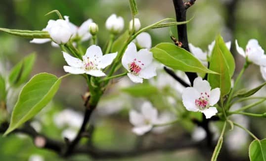 清明節(jié)祭掃高峰時(shí)段如何規(guī)劃？這些出行建議請(qǐng)收好